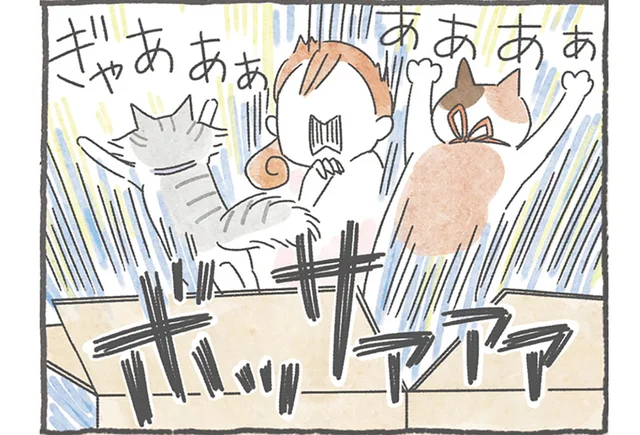 猫あるある！ 新しいベッドよりも空き箱に夢中なのはナゼ？