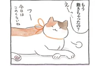  猫が飽きっぽい理由は「筋肉」？ 無理をしない猫たちの賢い生き方