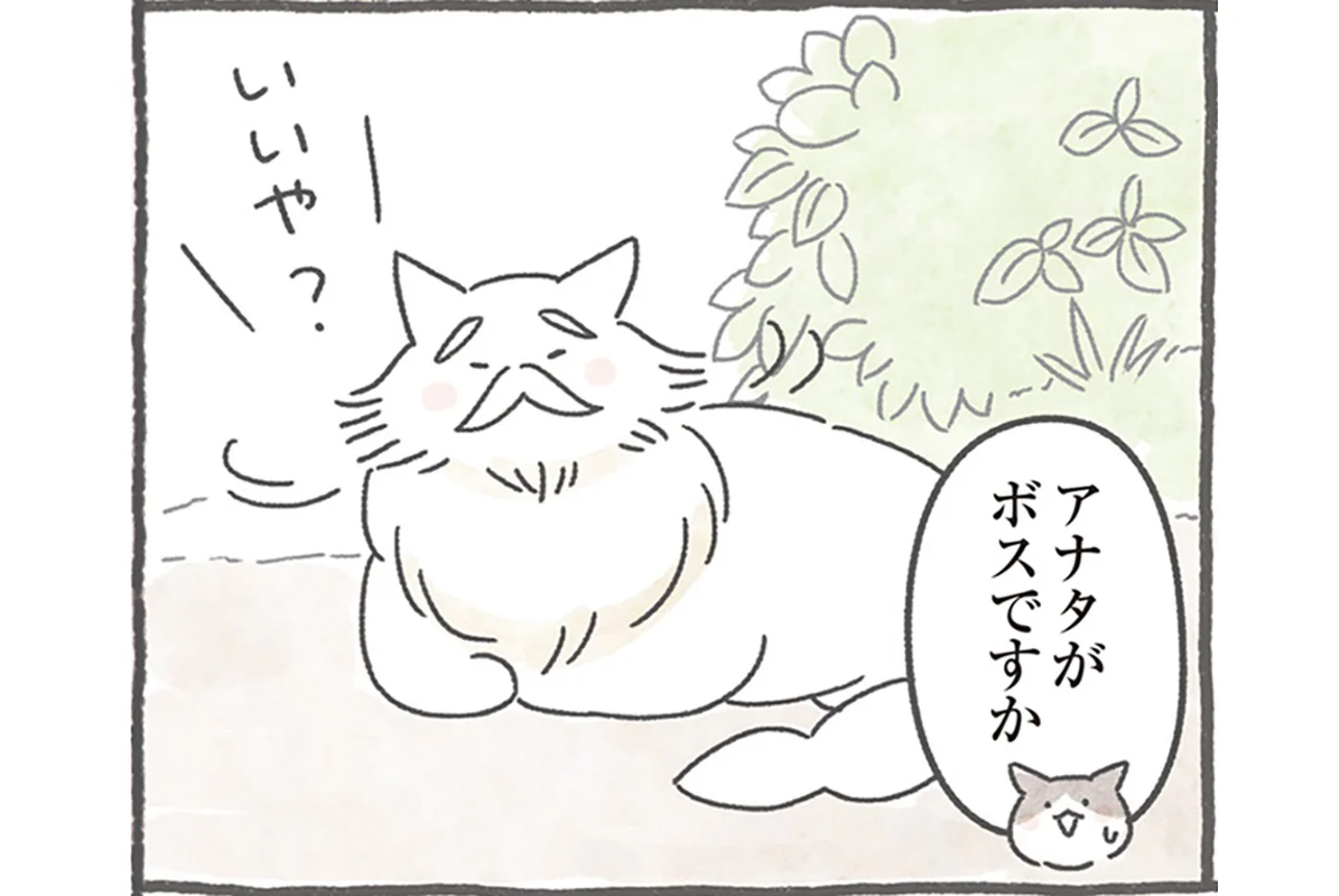 ボス猫」なんて存在しない？ 階級制じゃない猫たちの社会 - レタスクラブ