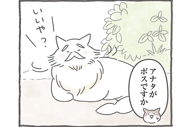 「ボス猫」なんて存在しない？ 階級制じゃない猫たちの社会