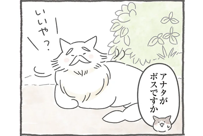 「ボス猫」なんて存在しない？ 階級制じゃない猫たちの社会