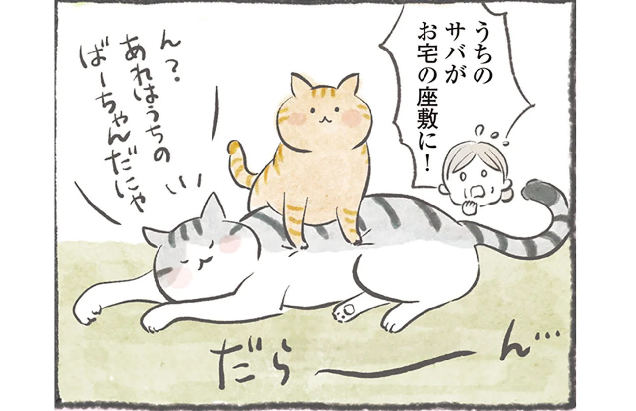 ねこ好き 猫×交通安全‼ 猫好き垂涎の、かわいく楽しい交通マナーフォトブック