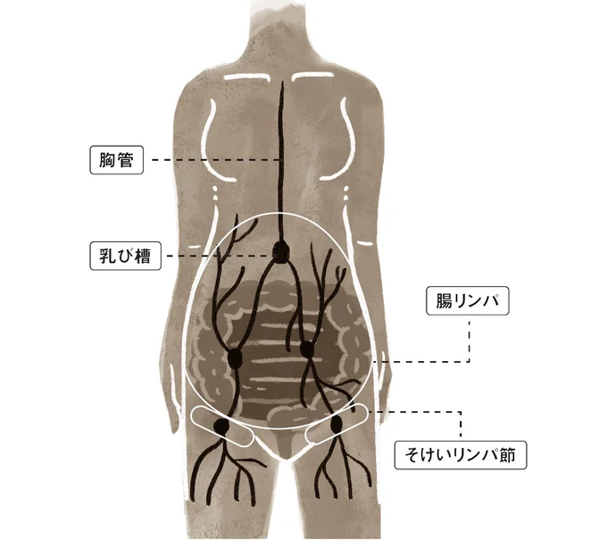 小腸と大腸の大部分を包む膜に張り巡らされている「腸リンパ」