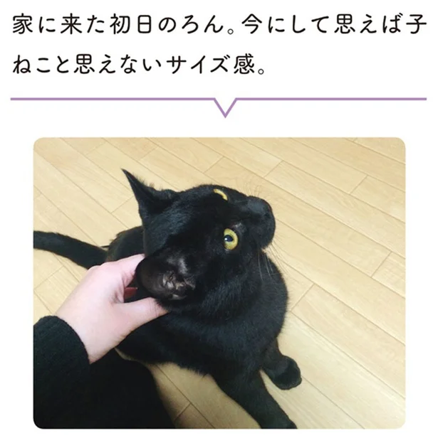 黒猫ろんと暮らしたら-2