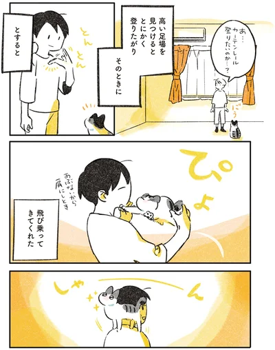 高い足場を見つけるととにかく登りたがり