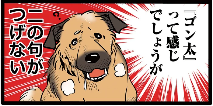 あらゆる血が混ざった雑種の愛犬。うちのゴンさんを紹介します！／雑種犬ゴンさんがダサかわいい（1）