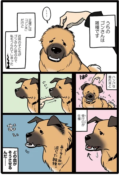 うちのゴンさん