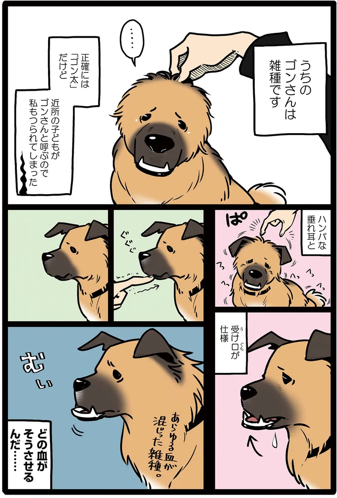 うちのゴンさん