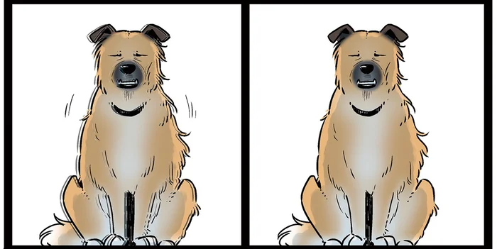 飼い主に似たのかな？ もはや別の犬種のように寝癖がすごい愛犬／雑種犬ゴンさんがダサかわいい（8）