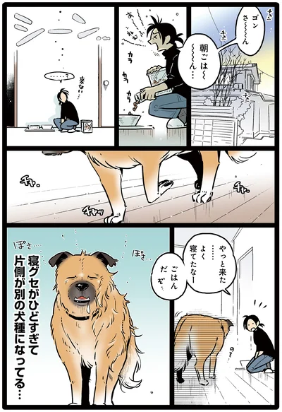 ねぼすけワンコ