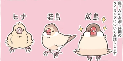 鳥さんのお迎え時期のタイミング