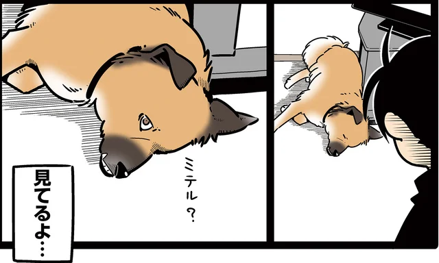 「見てる？」定位置で圧をかけ続ける愛犬。あなたのことはちゃんと見てます！／雑種犬ゴンさんがダサかわいい（12）