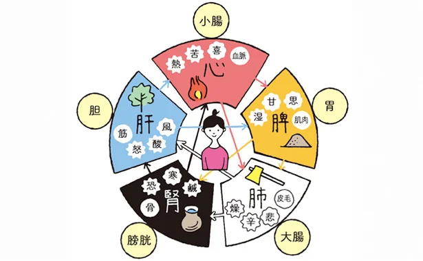 五行学説によると、人間の体は大きく５つに分けられる