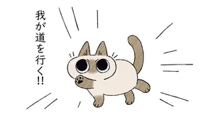 逆に歩きづらくない？ わが道を行く猫の進路は飼い主がいてもおかまいなし／シャム猫あずきさんは世界の中心（5）