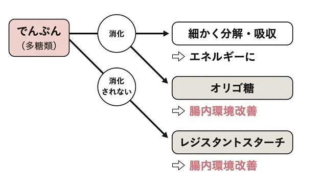  腸内環境改善に役立つでんぷん