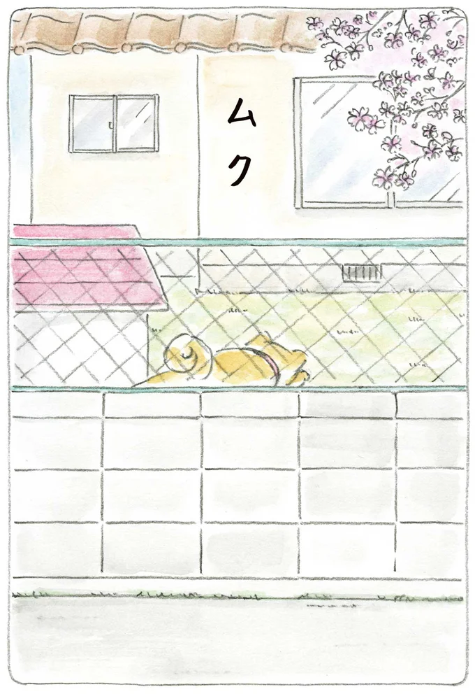 ムク