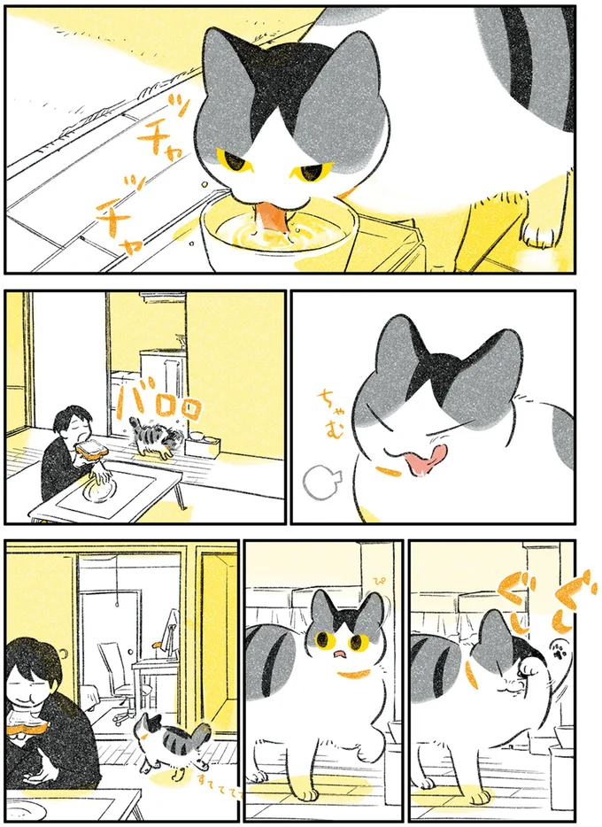 眠たくなってきた猫