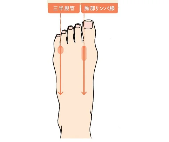 むくみにはリンパ腺と三半規管のゾーンを親指で刺激