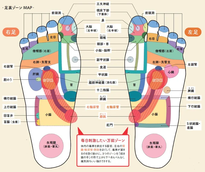 足裏ゾーンMAP