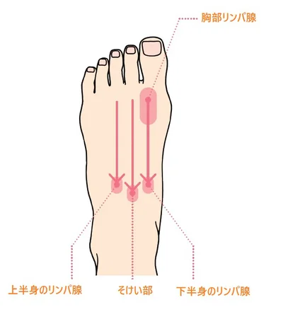 水太り解消には足の甲のリンパ腺やそけい部のゾーンを刺激