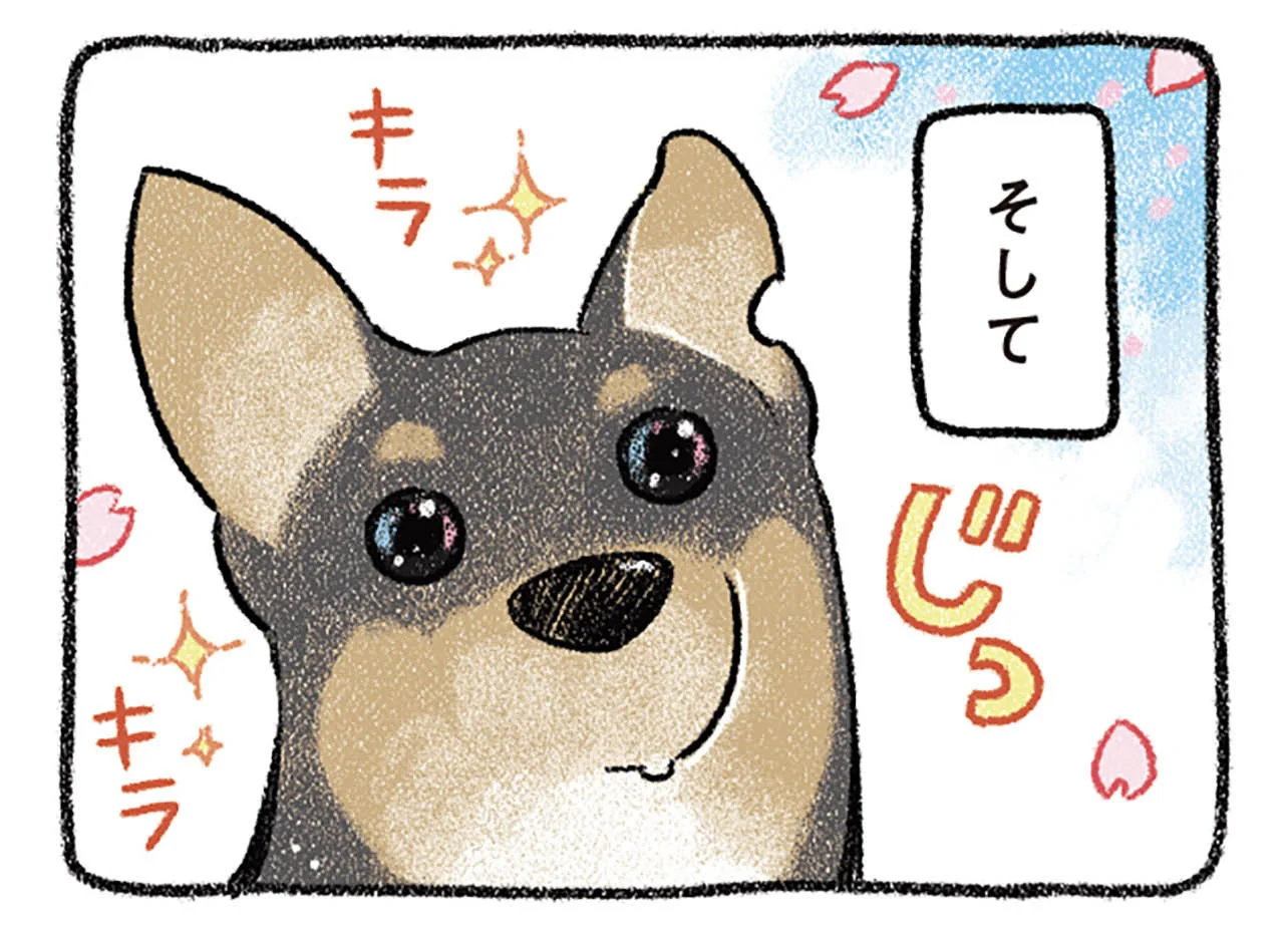 花より団子、飼い主よりおやつ？ 愛犬のキラキラおめめの秘密／ドベと