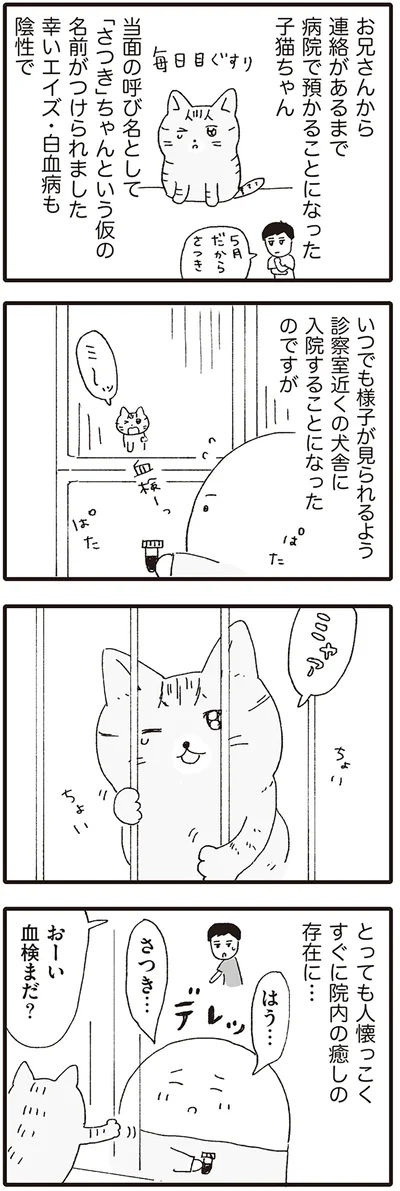病院で預かることになった子猫ちゃん