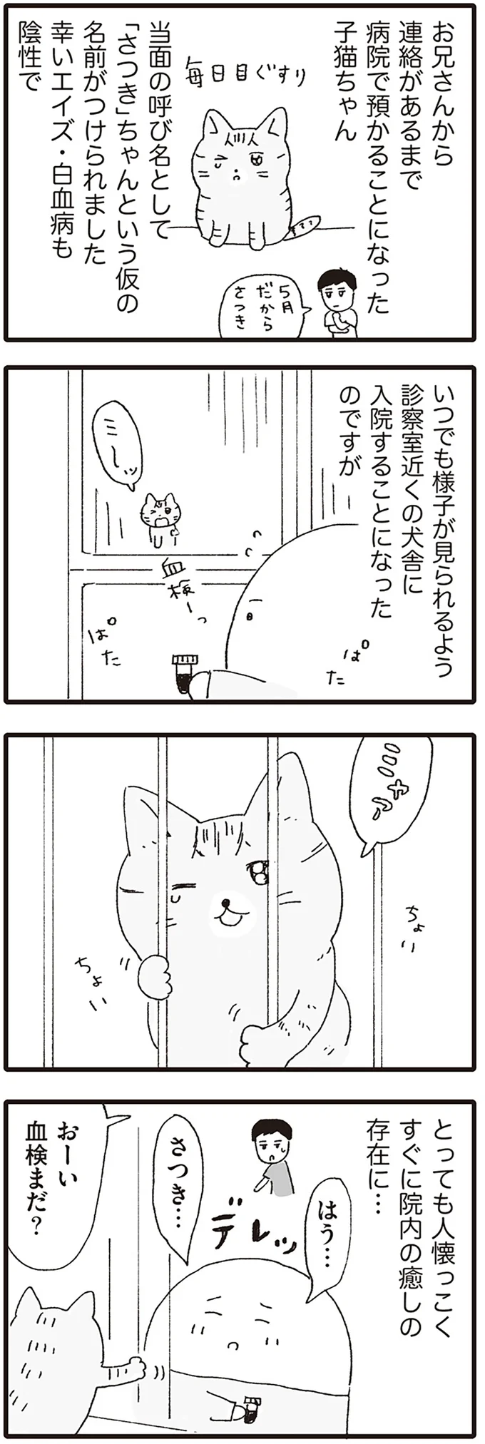 病院で預かることになった子猫ちゃん
