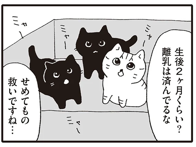 病院前に放置された子猫のダンボール。里親希望の家族に告げる問題とは／いぬねこ動物病院日記（8）