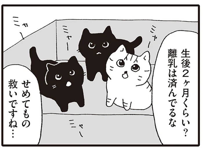 病院前に放置された子猫のダンボール。里親希望の家族に告げる問題とは／いぬねこ動物病院日記（8）