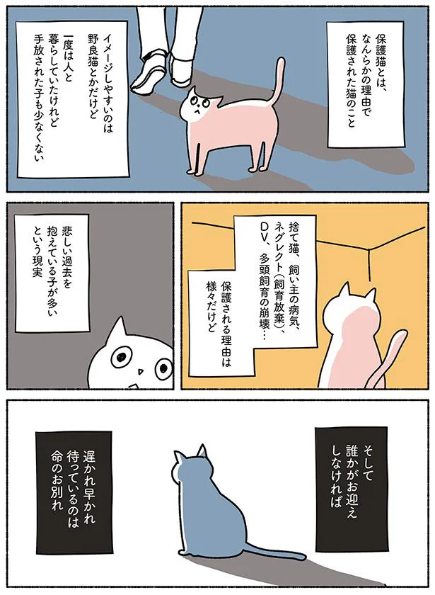 なんらかの理由で保護された猫のこと