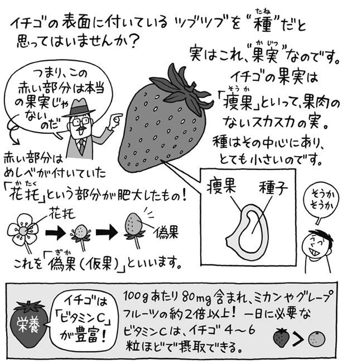 イチゴの種は、表面に付いているツブツブなの？／雑学うんちく図鑑（1
