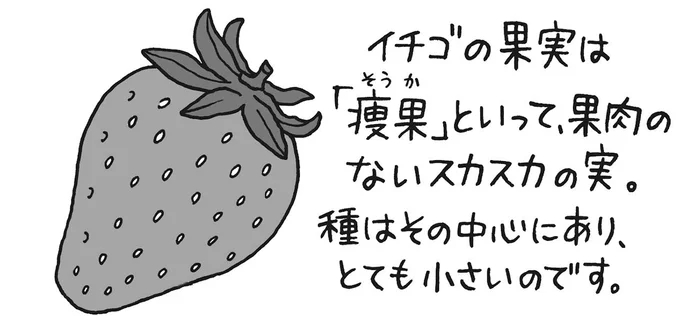 赤い部分は本当の果実じゃない