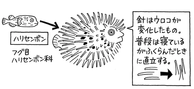 珍魚の名前の由来とは