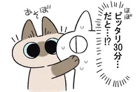 猫の体内時計スゴすぎない!? ほぼぴったり30分で遊びをせがむ愛猫／とっても!!!!シャム猫あずきさんは世界の中心（7）