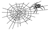 獲物を捕えるクモの巣に、クモ自身がかからないのはなぜ？／雑学うんちく図鑑（13）