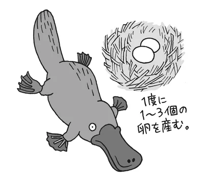 実に変わった生態が知られています