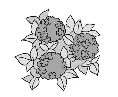 アジサイの花の色は咲く場所の土壌の性質によって決まる
