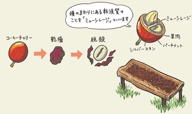 そもそもコーヒーって何？ たくさんの過程を経て完成するコーヒー豆／コーヒー1年目の教科書（2）