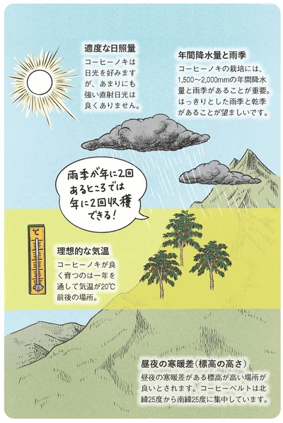 コーヒーノキを栽培するための条件