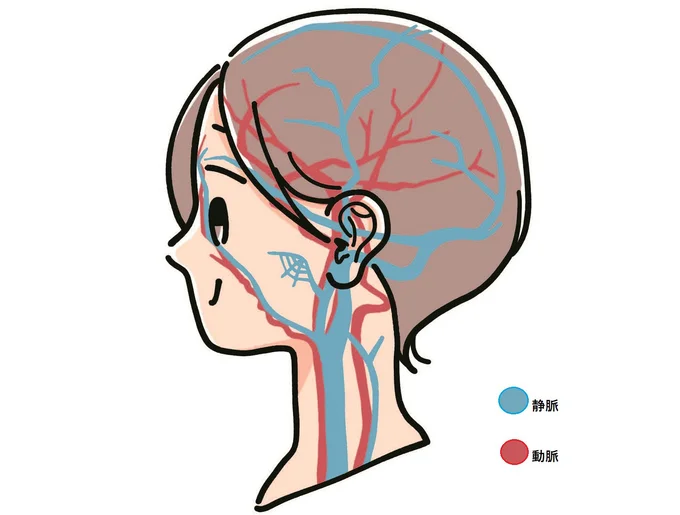 耳の周囲にある動脈、静脈を刺激