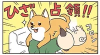 飼い主さんのひざは私のモノ！ ちゃっかり柴犬が気弱なパグを圧倒／ラルとアキ（1）