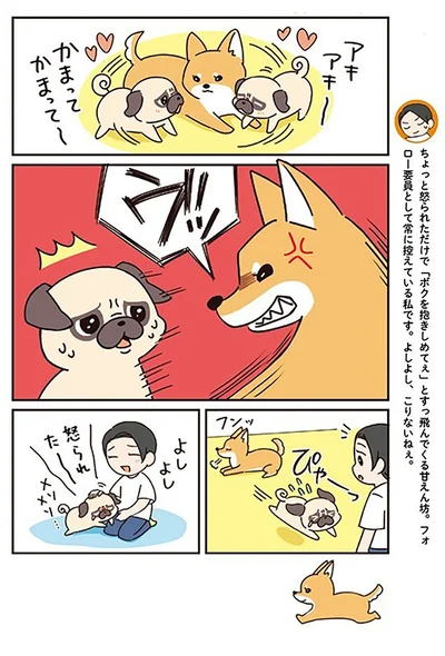 『ラルとアキ -ドMパグと女王柴犬の愉快な主従関係-』より