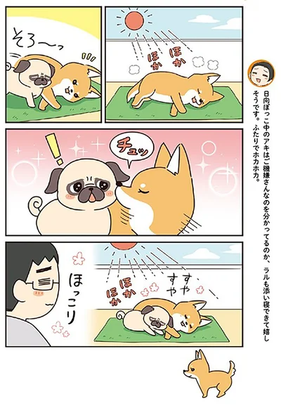 『ラルとアキ -ドMパグと女王柴犬の愉快な主従関係-』より