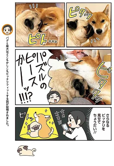 『ラルとアキ -ドMパグと女王柴犬の愉快な主従関係-』より