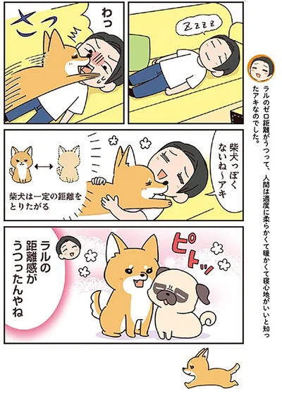 『ラルとアキ -ドMパグと女王柴犬の愉快な主従関係-』より