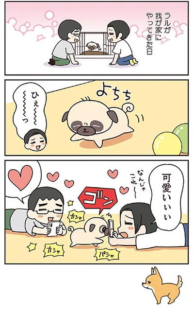 『ラルとアキ -ドMパグと女王柴犬の愉快な主従関係-』より