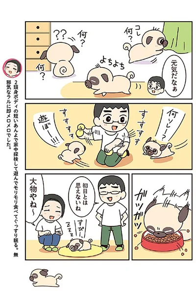 『ラルとアキ -ドMパグと女王柴犬の愉快な主従関係-』より