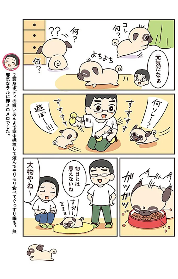 『ラルとアキ -ドMパグと女王柴犬の愉快な主従関係-』より