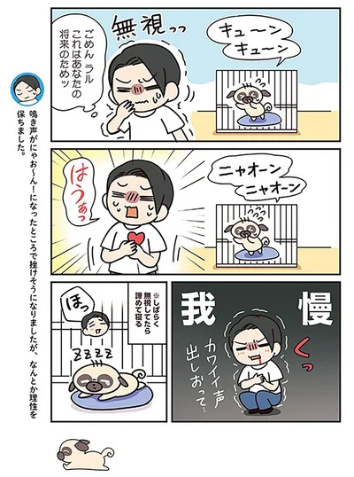 『ラルとアキ -ドMパグと女王柴犬の愉快な主従関係-』より