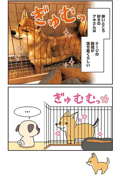 『ラルとアキ -ドMパグと女王柴犬の愉快な主従関係-』より